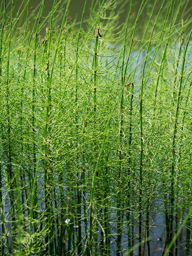 Hippuris vulgaris? No: Equisetum sp.